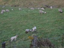 13_christchruch_sheep1