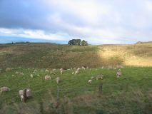 14_christchurch_sheep2