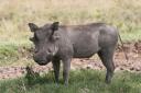 080607d_lakenakuru-10.jpg